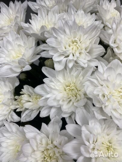 Букет из хризантем. Доставка