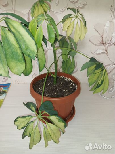 Шефлера герда