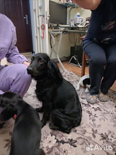 Щенки русского спаниеля