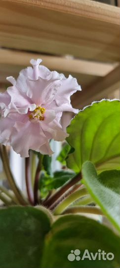 Фиалка (сенполия) нежно розовая