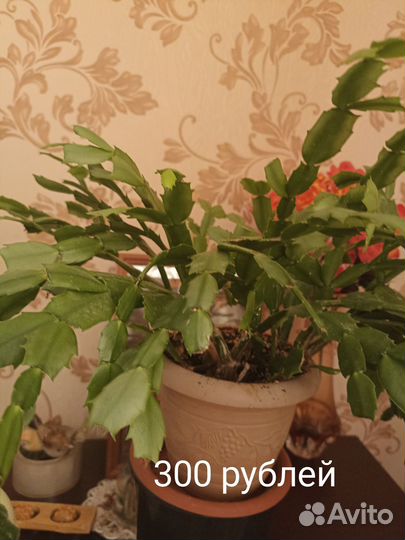 Продам фикус, гибискус, декабрист