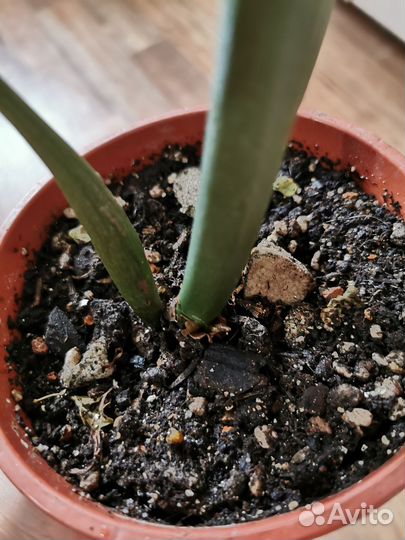 Замиокулькас ланцетовидный