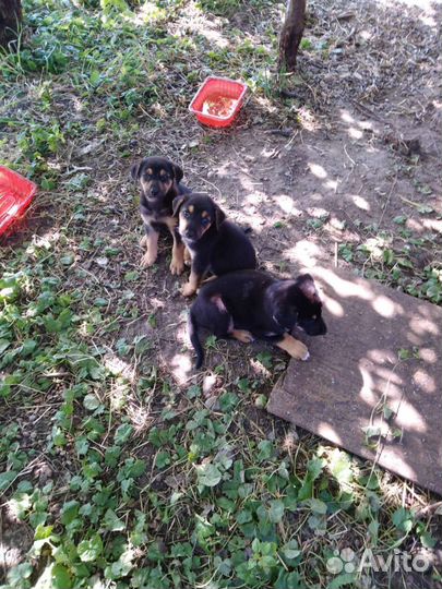 Щенки бесплатно