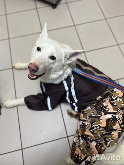 Собака кобель