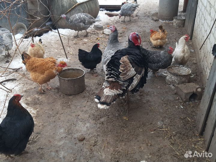 Куры молодки 8ми месячные несушки домашнии