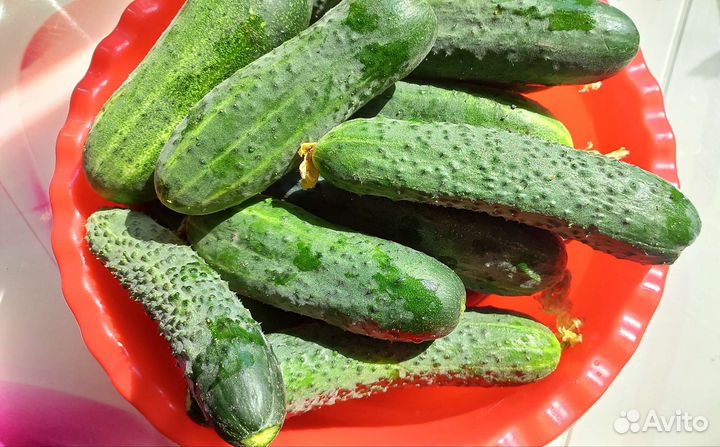 Огурцы свежие домашние