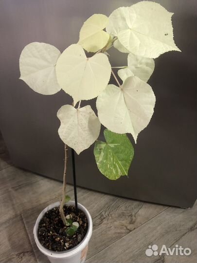 Гибискусы сортовые