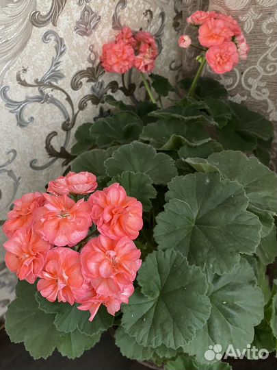 Пеларгония герань Срезы