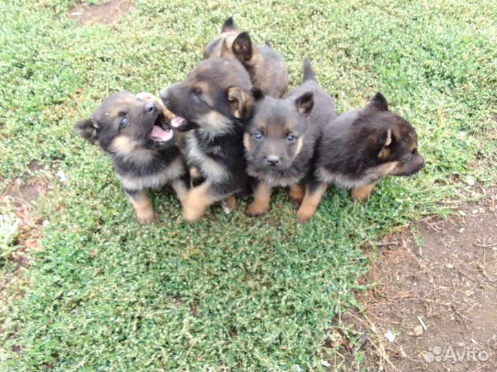 Немецкая овчарка бесплатно в добрые руки