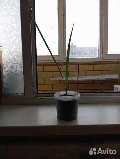 Финиковая пальма