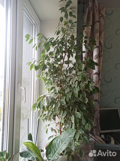 Фикус бенджамина