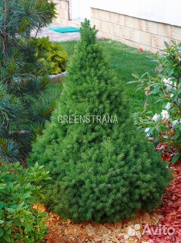 Магнолия Кобус