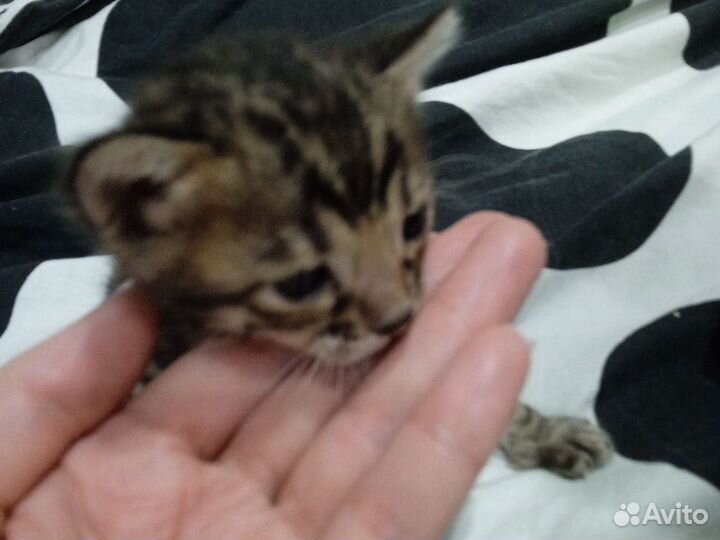 Бенгальская