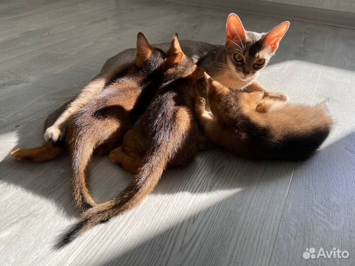 Абиссинская кошка