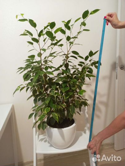 Фикус в ассортименте растение цветок