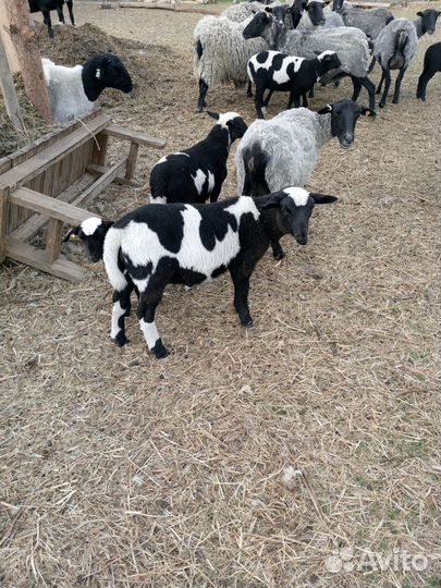 Ягнята баранчики