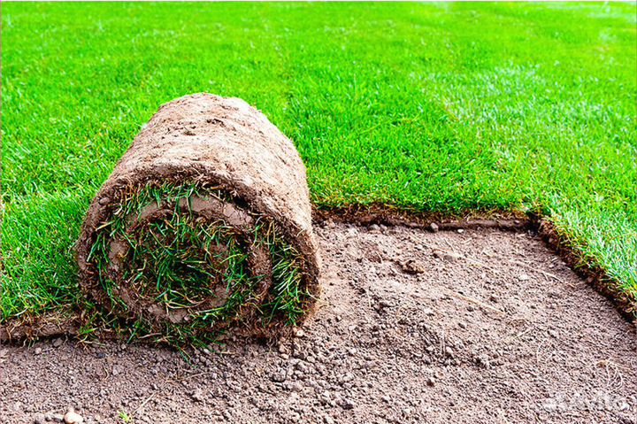 Рулонный газон под ключ