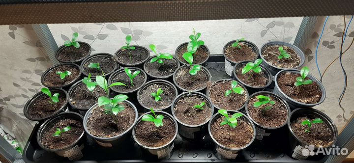 Лимонное дерево