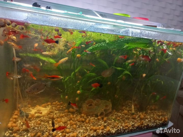 Аквариум