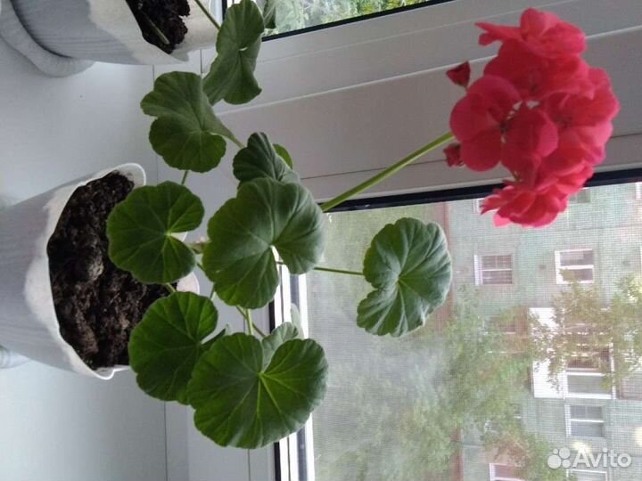 Пеларгония герань сортовая