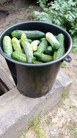 Огурцы свежие