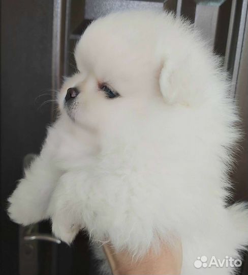 Померанский шпиц