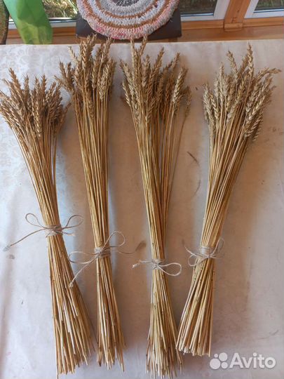 Сухоцветы пшеница