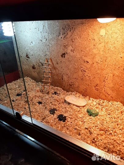 Террариум для сухопутной черепахи