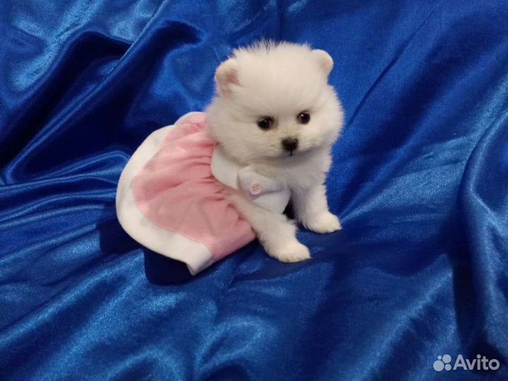 Шпицы померанцы белые, крем, черные и др