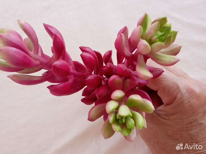 Искусственные цветы суккуленты