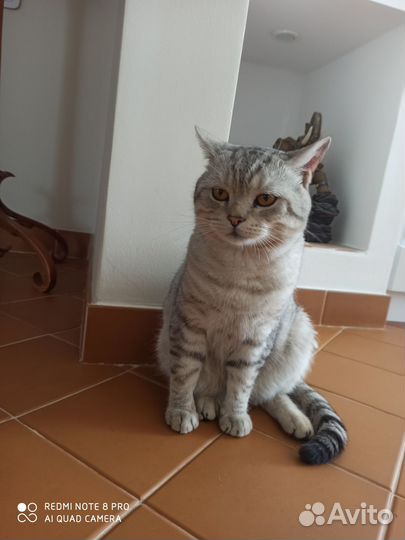 Найден кот