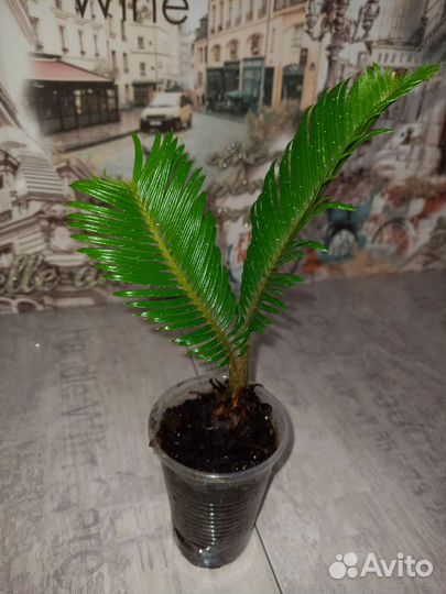 Саговник (цикас)