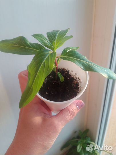 Катарантус