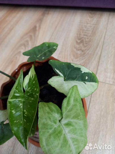 Сингониум panda