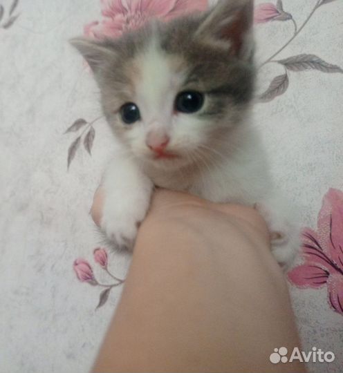 Трехцветный котенок девочка