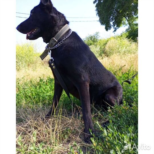 Собака метис овчарки