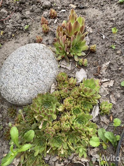 Молодило, Очиток Розеум деленками