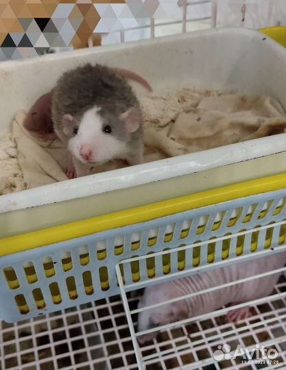 Крысята сфинкс и рекс