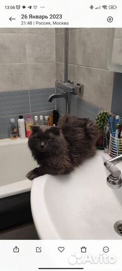 Вислоухая кошка