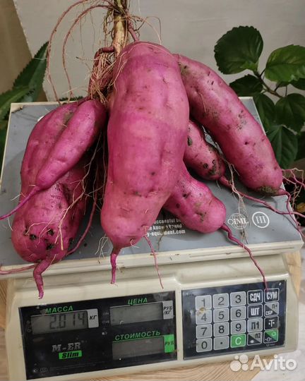 Батат сорт Наполеон