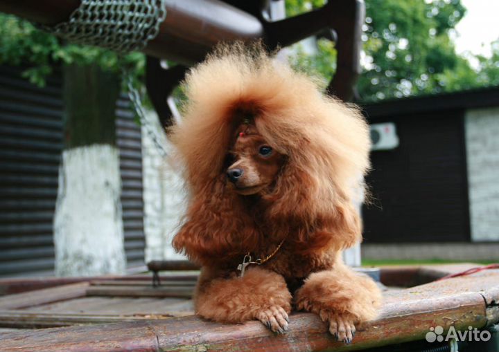 Вязка.Красные той-пудели-Чемпионы(от 19 до 24 см)