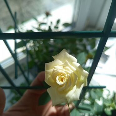 Билеты в кино