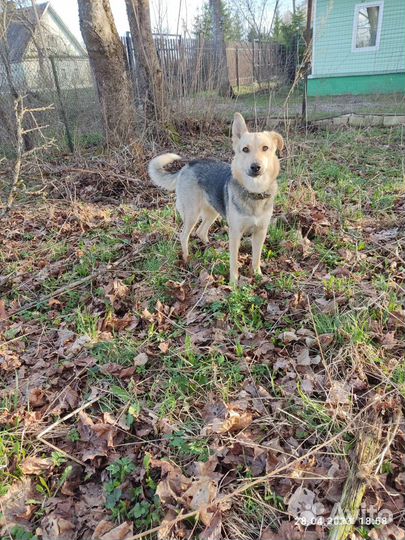 Метис немецкой овчарки в хорошие руки