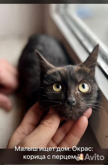 Котенок 2,5месяца