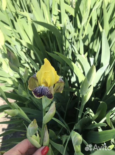 Ирисы луковицы