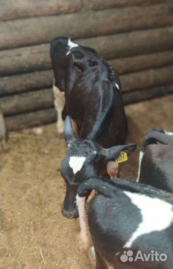 Телята бычки