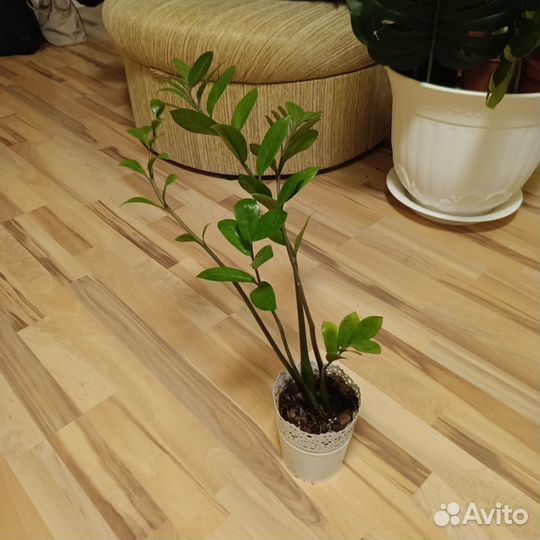 Замиакулькас долларовое дерево
