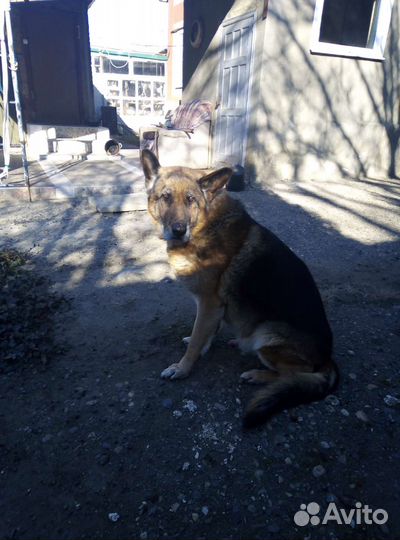 Немецкая овчарка кобель