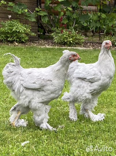 Петушки Брама Лаванда