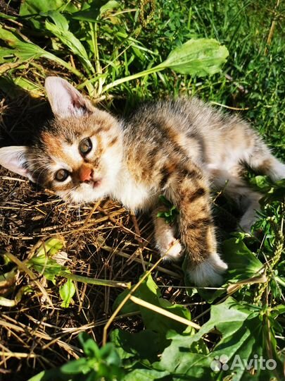 Продаются Котята Мышеловки